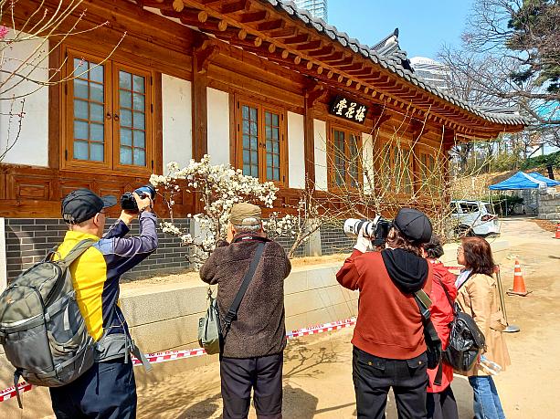 まずは梅花堂へ。大きなカメラを持った方たちが集まっていますネ。