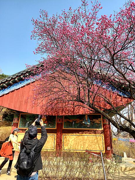 こちらは紅梅花。