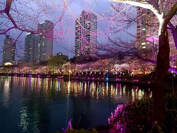 汝矣島の桜とともにソウルの桜の名所として知られる石村湖＾＾