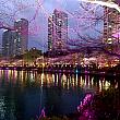汝矣島の桜とともにソウルの桜の名所として知られる石村湖＾＾