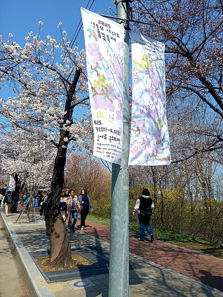 ソウルで有名な桜名所、汝矣島も４月８日から桜祭りがスタート！
