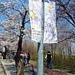 ソウルで有名な桜名所、汝矣島も４月８日から桜祭りがスタート！