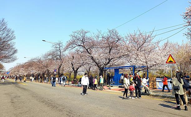 全体ピンク色なのが見えますか？！まだ満開とまではいきませんが、お祭り期間、今年は桜がしっかり楽しめそうです＾＾