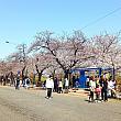 全体ピンク色なのが見えますか？！まだ満開とまではいきませんが、お祭り期間、今年は桜がしっかり楽しめそうです＾＾