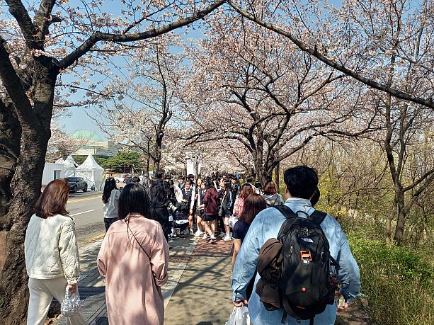 歩いていると、地元の方はもちろん、海外からの花見客もたくさん訪れていました。