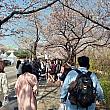 歩いていると、地元の方はもちろん、海外からの花見客もたくさん訪れていました。