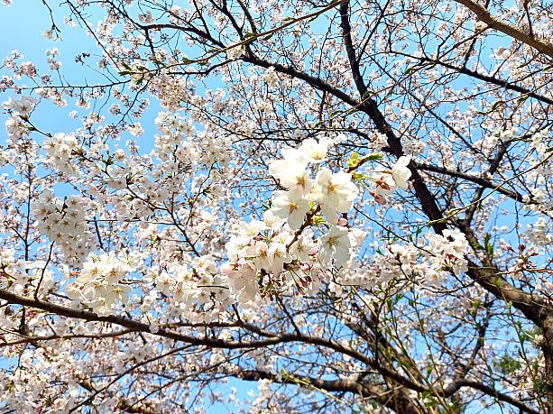 汝矣島の春花祭りは１２日までやってま~す！