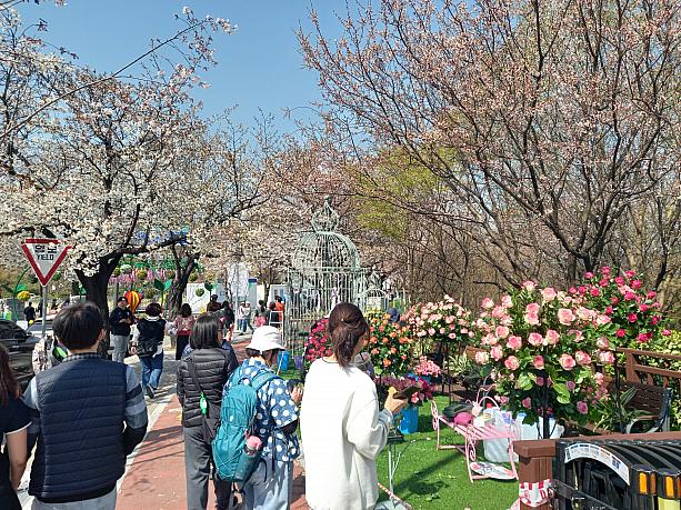 ナビは桜祭りの前日、汝矣島に足を運んでみました＾＾