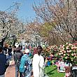 ナビは桜祭りの前日、汝矣島に足を運んでみました＾＾