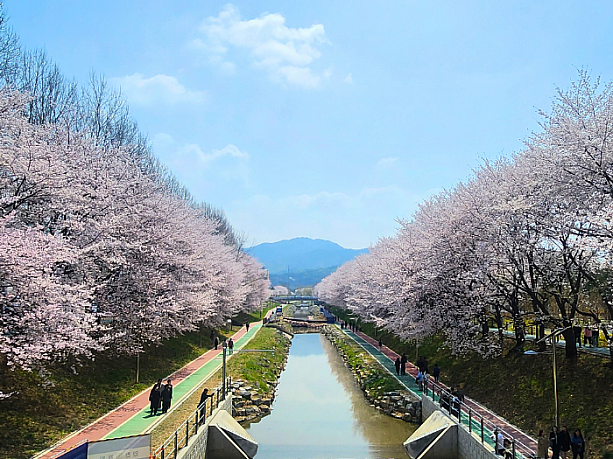 桜の名所、良才川（ヤンジェチョン）。川の両側にきれいな桜が咲き乱れます。