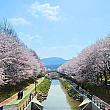 桜の名所、良才川（ヤンジェチョン）。川の両側にきれいな桜が咲き乱れます。