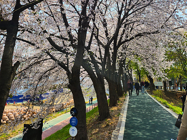 上下に道があり桜の下を散策できます。