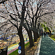 上下に道があり桜の下を散策できます。