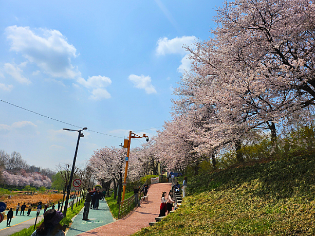 きれいな桜の写真を撮る人あり、散策する人ありと様々。青空と桜のピンク色のコントラストがとてもきれいです。