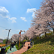 きれいな桜の写真を撮る人あり、散策する人ありと様々。青空と桜のピンク色のコントラストがとてもきれいです。