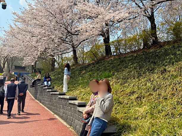 桜の下で素敵な写真を撮ってきました。