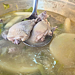 ほろほろ柔らか…極上チキン。