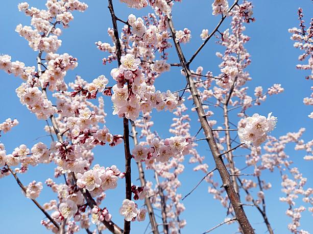 今週末は汝矣島の桜祭りも予定されていますョ