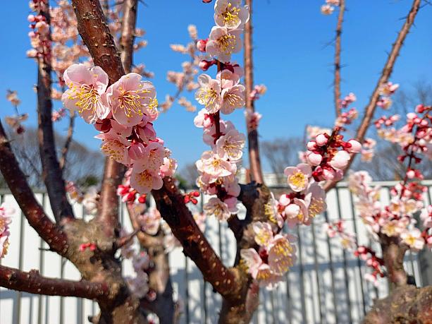 まだ朝晩少し冷えますが、日中はかなり暖かくなってきているソウル！