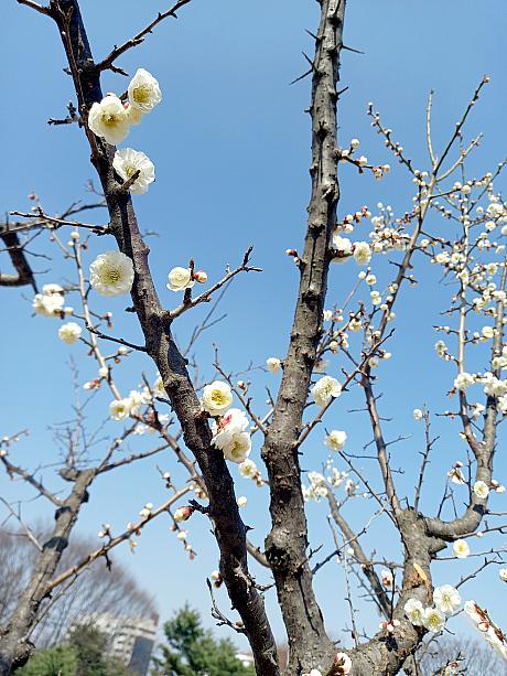 梅や杏、レンギョウ、桜も一挙にあちこちで花が咲き始めました＾＾