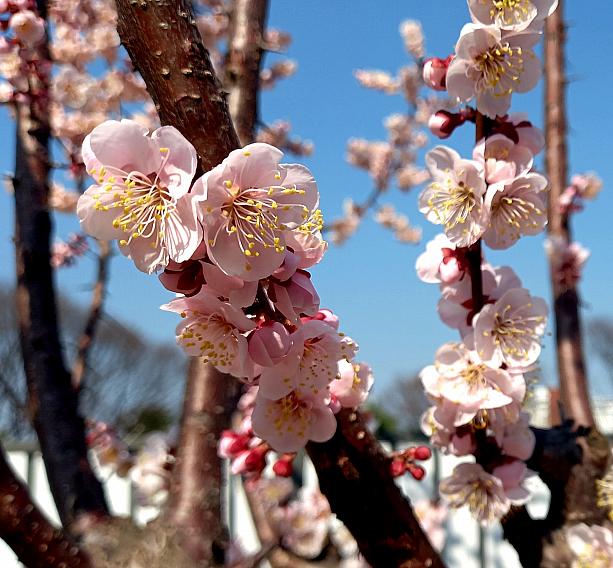 ぜひ、ソウルの春花もお楽しみください！