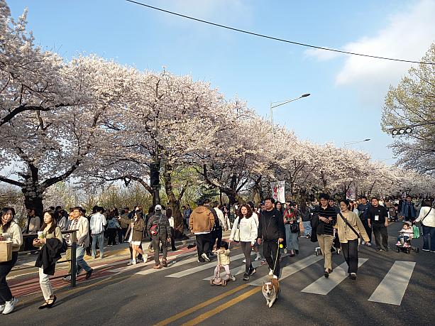 週末ナビも輪中路の桜花通りに行ってみました！