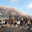 週末ナビも輪中路の桜花通りに行ってみました！