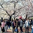 国内外のたくさんの人でにぎわっていましたが、心配したほど混雑していなくて、ほっ。