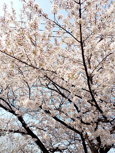 汝矣島の桜は今満開です＾＾