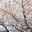 汝矣島の桜は今満開です＾＾