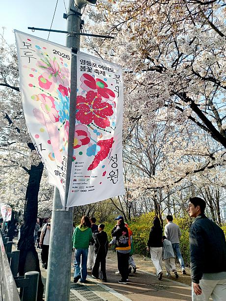 汝矣島は4/3(金)から桜祭り開催中~！
