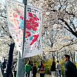 汝矣島は4/3(金)から桜祭り開催中~！
