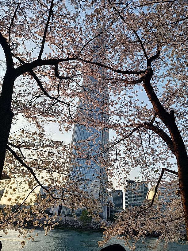 石村湖で桜をみつつ、周りのロッテワールドモールや免税店、グルメスポットなどにも寄ってはいかがでしょうか？