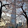 石村湖で桜をみつつ、周りのロッテワールドモールや免税店、グルメスポットなどにも寄ってはいかがでしょうか？