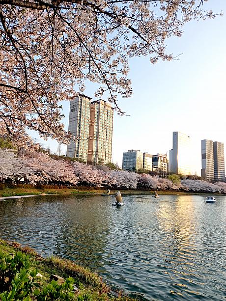 漢江の南側の桜名所といえば、石村湖！夜はライトアップするので、すごい人出で賑わんです。\n<br>ちなみに、昨年ここ石村湖の桜祭りに訪れた人は約862万人!\n