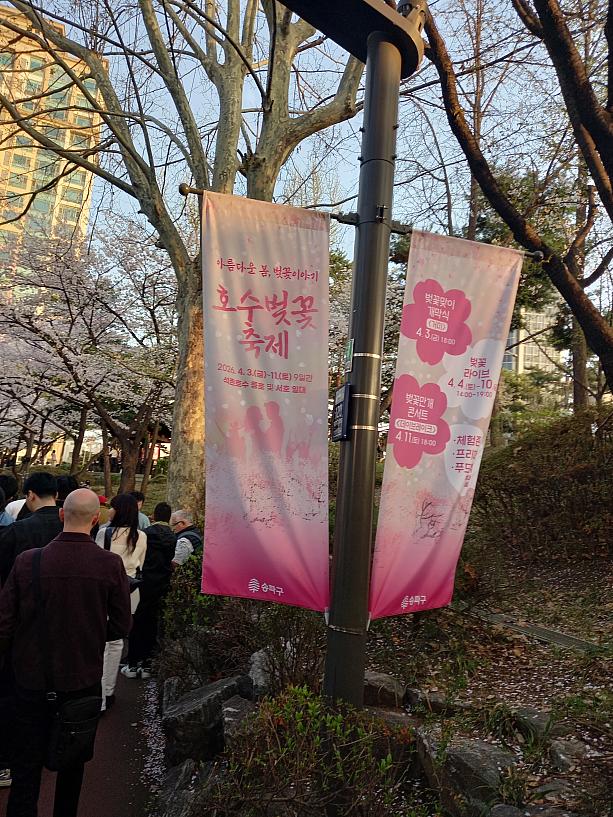 石村湖の桜祭りは4/3~4/11まで開催予定~。