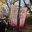 石村湖の桜祭りは4/3~4/11まで開催予定~。