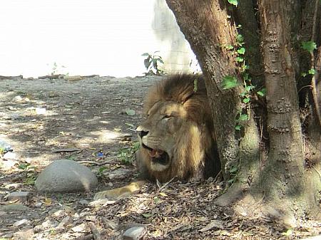 ライオン。真夏に訪れたナビ。暑そうでした……
