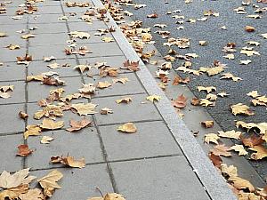 秋は落ち葉を掃かないのがブーム