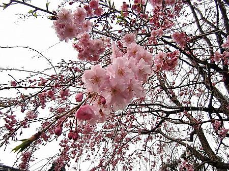ソメイヨシノを始めさまざまな種類の桜が植えられています