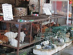 生きた鶏売り場。市内では最近見ない!