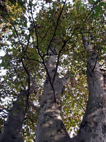 樹齢120年のプラタナスの樹！