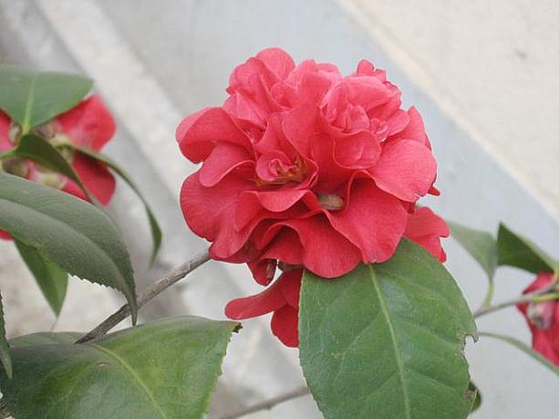 椿の花が咲いていました。春はもうすぐそこですね。