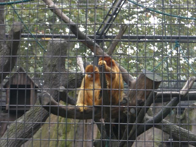 上海動物園 虹橋路 上海ナビ