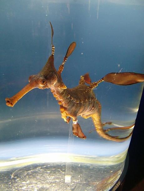 こんな、宇宙から来たとしか思えない生物の展示も。