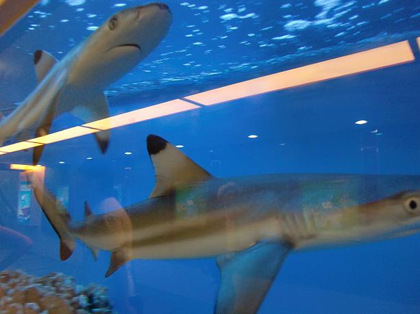 地下鉄2号線「静安寺」駅構内に、サメが泳ぐ水槽が設置されました。でも、何故サメを……?
