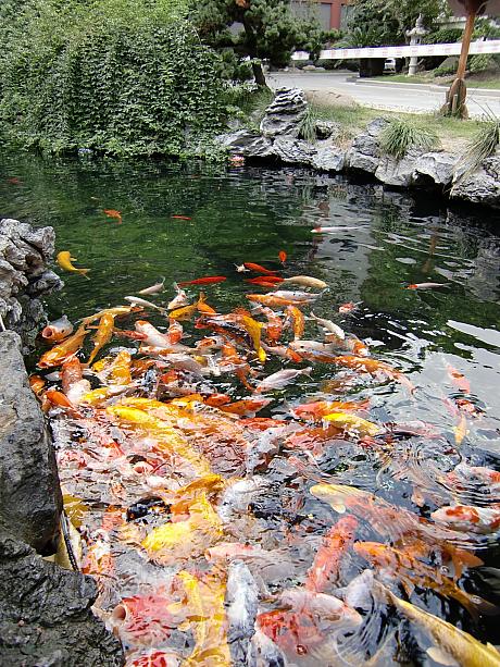 お寺の裏手に池があることはあまり知られていないのでは?　鯉のエサも売っています。