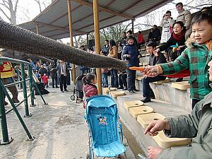 チャレンジ!　万博パンダに会いに行く パンダ 上海動物園象ショー