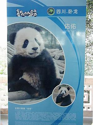 チャレンジ!　万博パンダに会いに行く パンダ 上海動物園象ショー