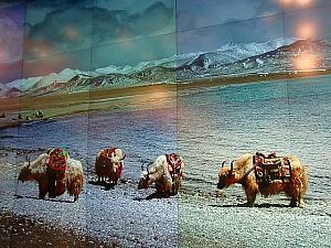 チベット高原のヤクの群れ。
